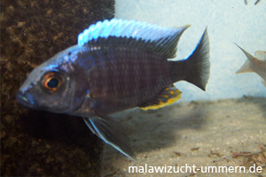 Aulonocara maylandi kandeensis