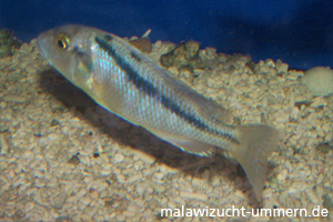 Buccochromis atritaeniatus