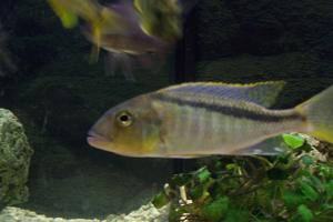 Buccochromis rhoadesi "Yellow"