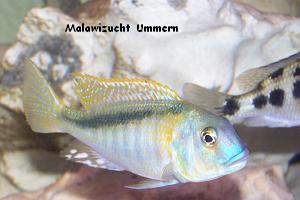 Buccochromis rhoadesi "Yellow"