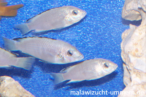 Labidochromis caeruleus "White"