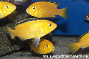 Labidochromis caeruleus "Yellow"