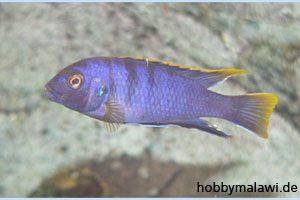 Labidochromis "Mbamba Bay"
