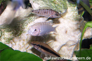 Labidochromis "Nkali"
