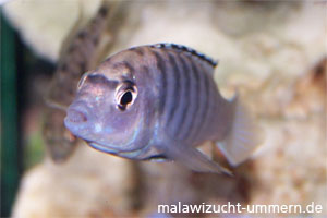 Labidochromis n"Nkali"