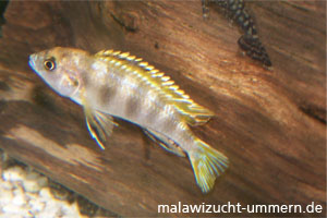 Labidochromis "Perlmutt"