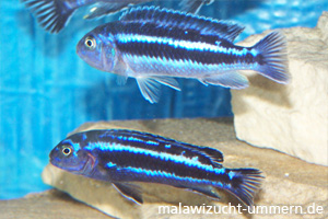 Melanochromis cyaneorhabdos (Melanochromis "Maingano"