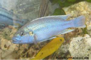 Melanochromis lepidiadaptes