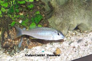 Mylochromis "Torpedo Tanzania"