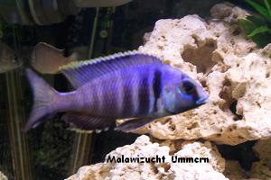 Placidochromis electra "Blue"