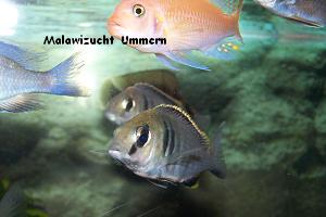 Placidochromis electra "Blue"