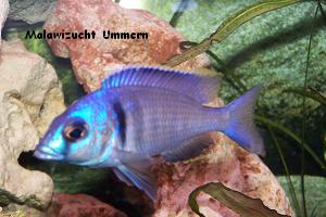 Placidochromis electra "Blu"e