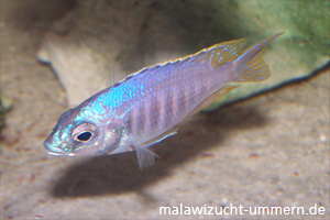 Placidochromis "Jalo Reef"