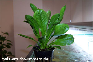 Echinodorus parviflorus - Schwarze Schwertpflanze