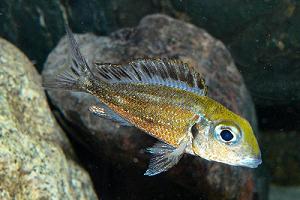 Callochromis macrops "Ndole Red"