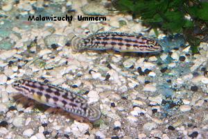 Julidochromis marlieri "Magara"