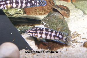 Julidochromis transcriptus "Gombi"