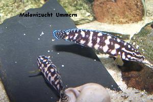 Julidochromis transcriptus "Gombi"