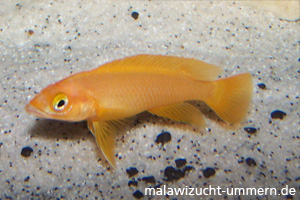 Neolamprologus leleupi "Orange"